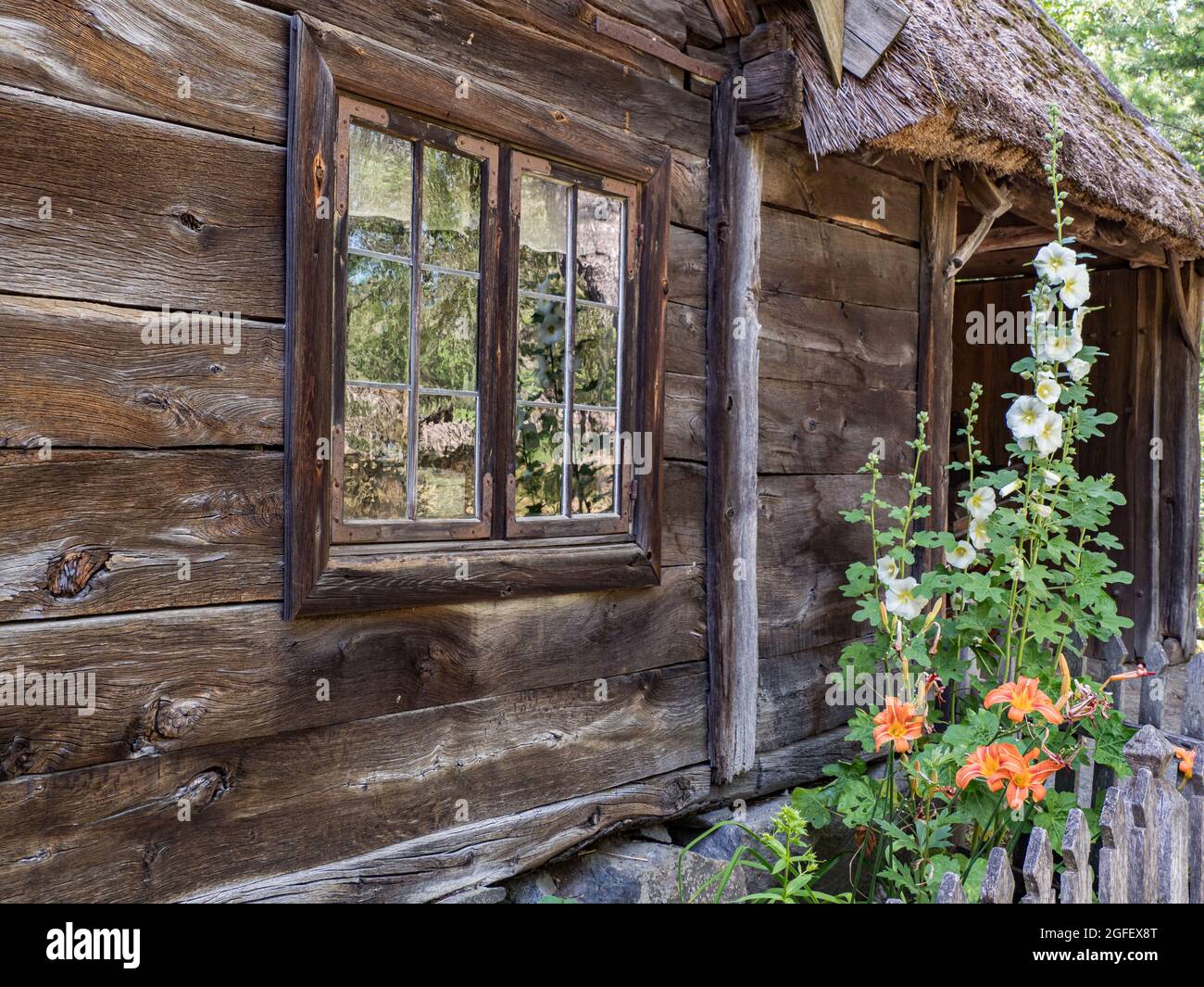 Vecchia casa scandinava in legno con finestra e bianco mallow fiori in estate. Europa settentrionale Foto Stock