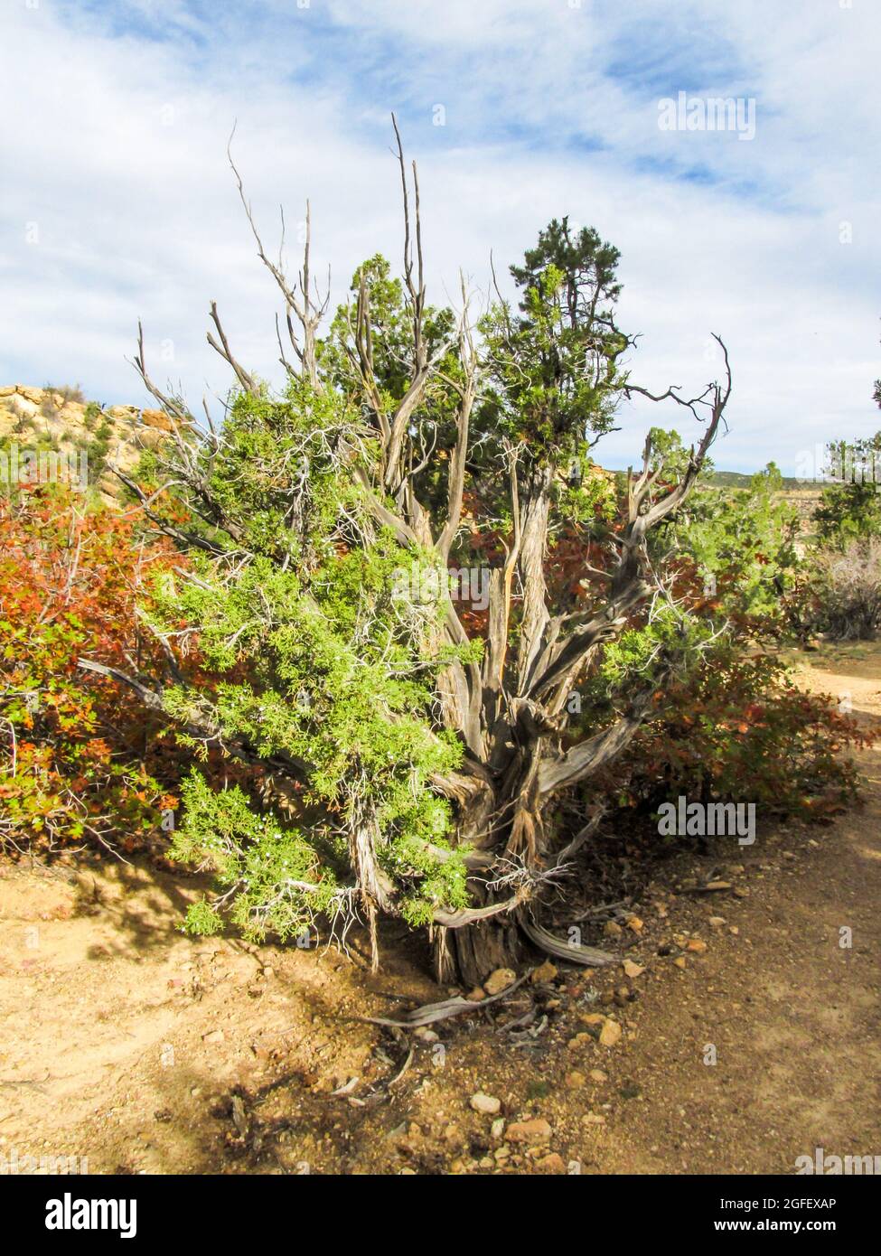 Parzialmente morto Utah Juniper, Juniperus Osteosperma, formando bizzarre forma ritorta nel Petrified Forest state Park, Escalante, Utah. Foto Stock