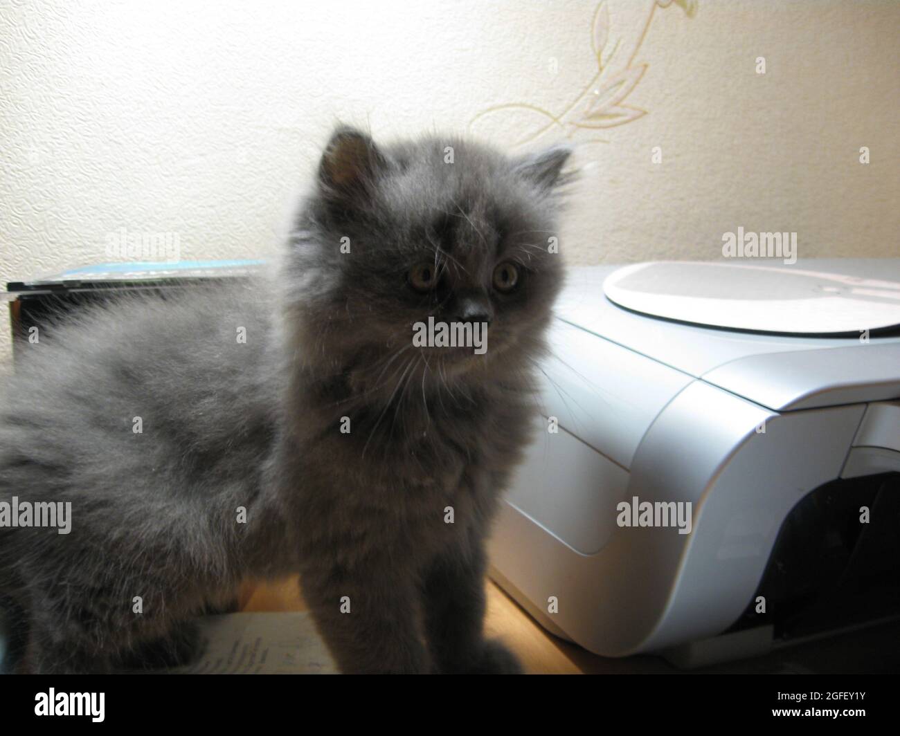 Fotografia di un gatto in un ambiente domestico Foto Stock