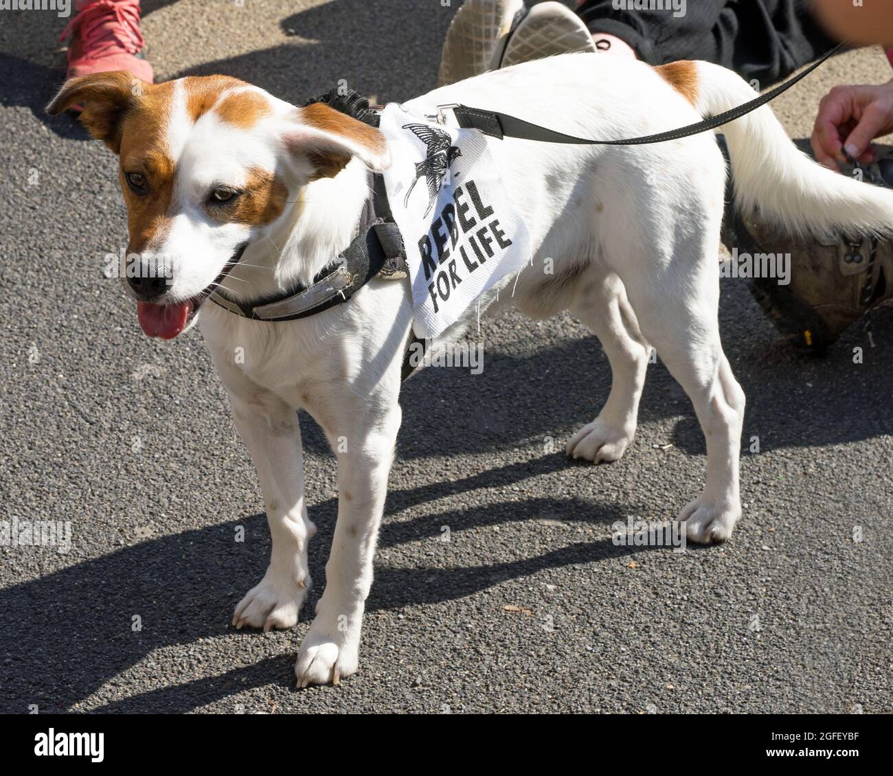 I manifestanti di ribellione di estinzione a Oxford Circus protestano contro il cambiamento climatico. Piccolo cane in piedi al sole. Londra - 25 agosto 2021 Foto Stock