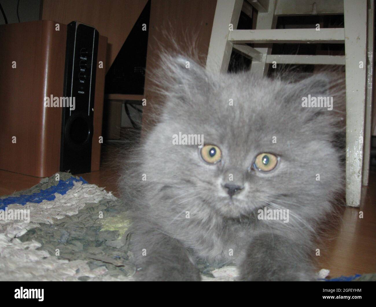 Fotografia di un gatto in un ambiente domestico Foto Stock