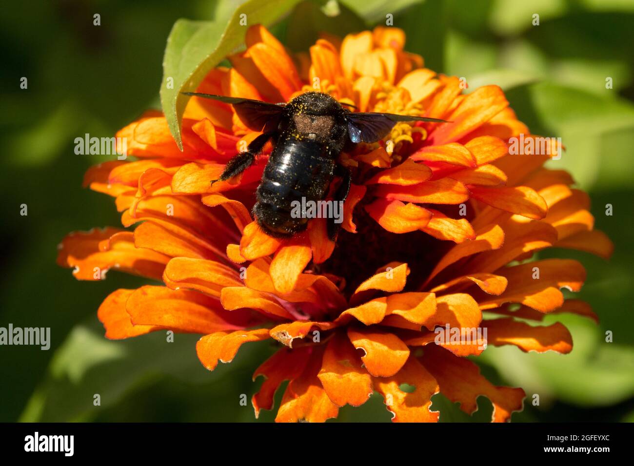 Grande falegname viola su Fiore primo piano Orange Zinnia "Orange King" Xylocopa violacea insetto solitario per la caccia all'ape nella pianta Bloom Zinnia Bee Foto Stock