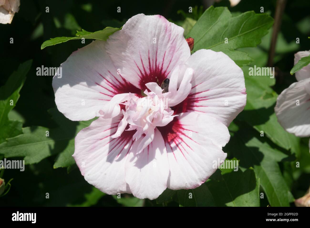 Fiore di Hibiscus Leopoldii Hibiscus syriacus Foto Stock