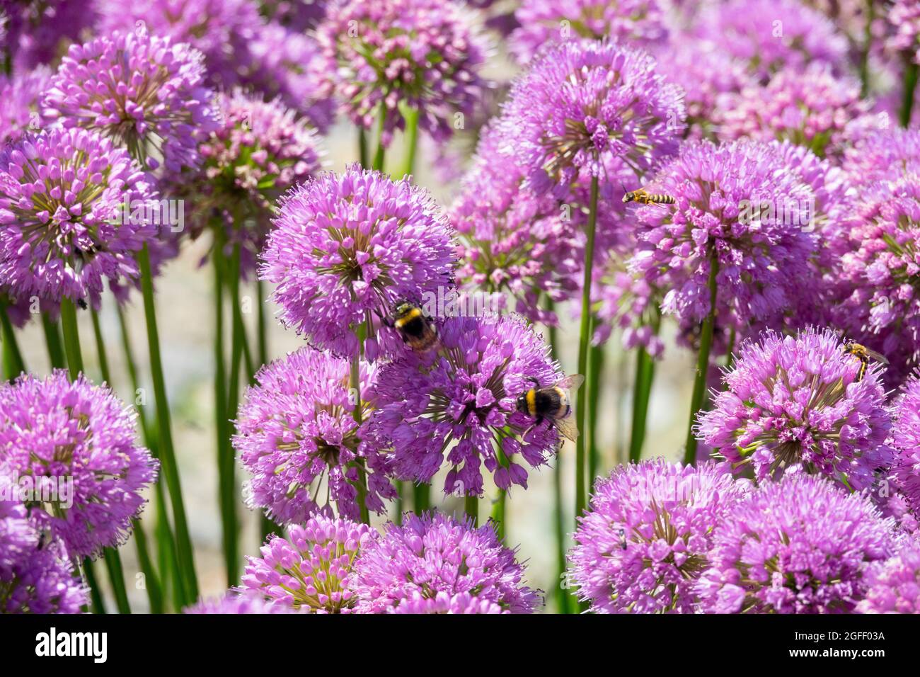 Cipolla ornamentale Bumblebees, insetti su Allium Millenium Foto Stock