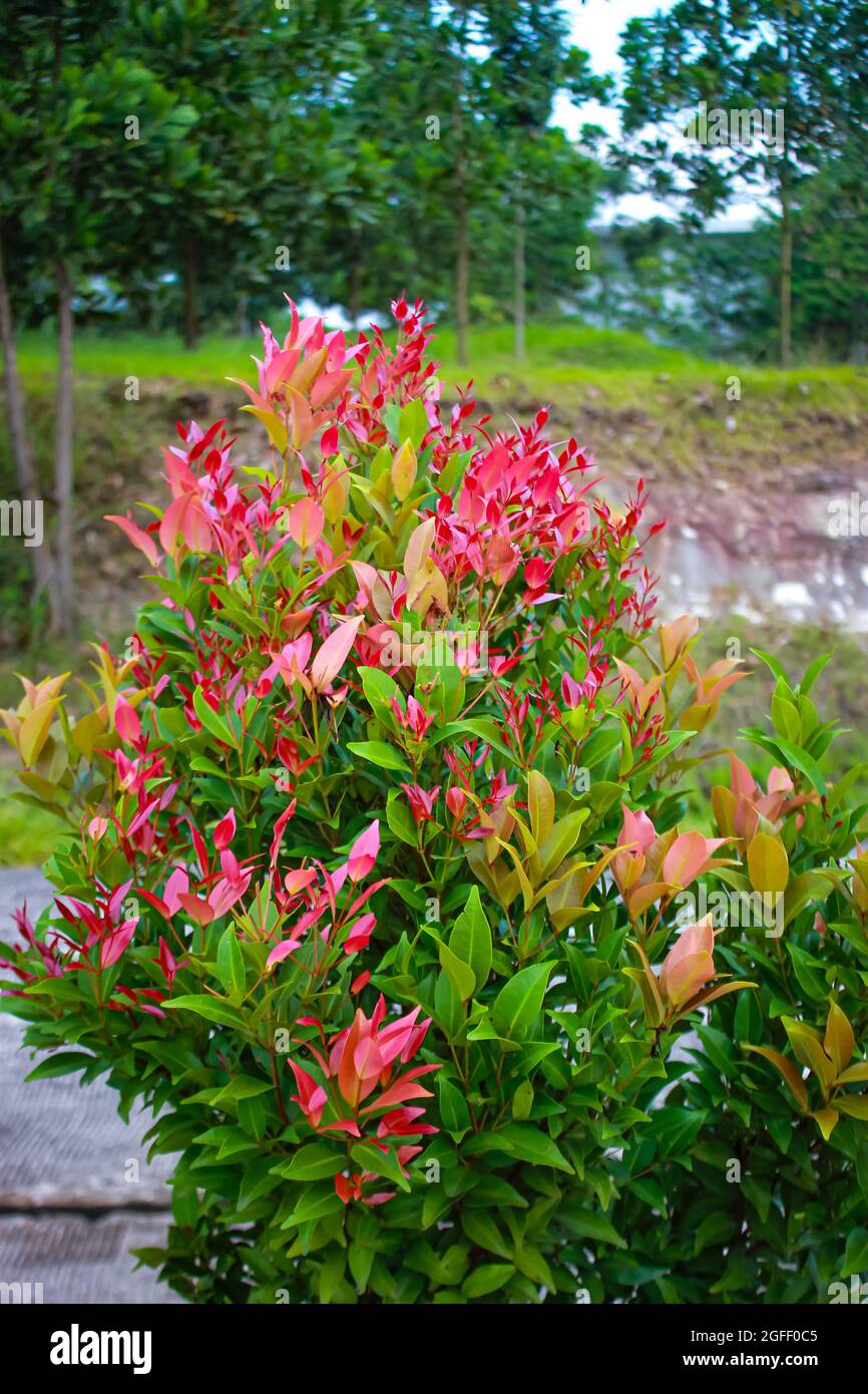 Pianta ornamentale con foglie rosse e verdi piantate nel giardino Foto  stock - Alamy