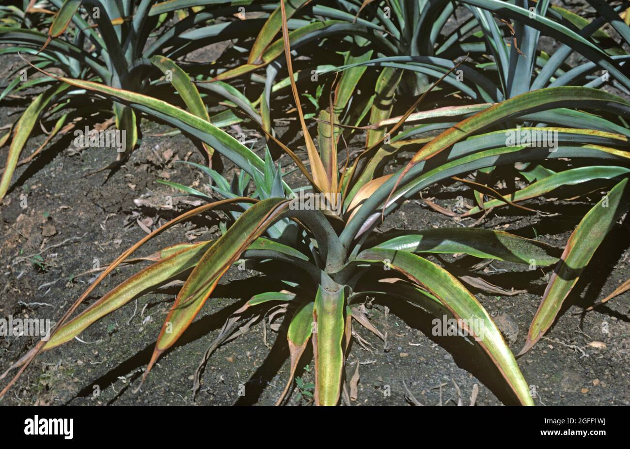 Marciume di cuore (Phytophthora nicotianae var. Parassitica) sintomi di colorazione ingiallente e punto di crescita morente in giovani piante di ananas, Sudafrica Foto Stock