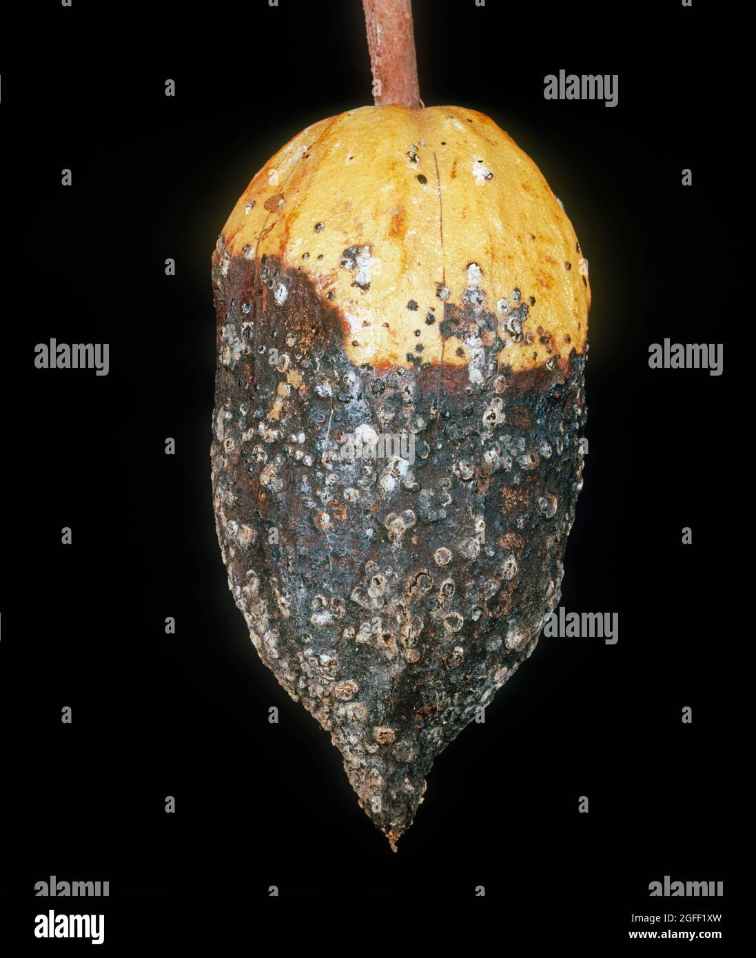 Cialda nera (Phytophthora palmivora) infetta cialda di cacao dopo danno all'elopelite, Malesia Foto Stock