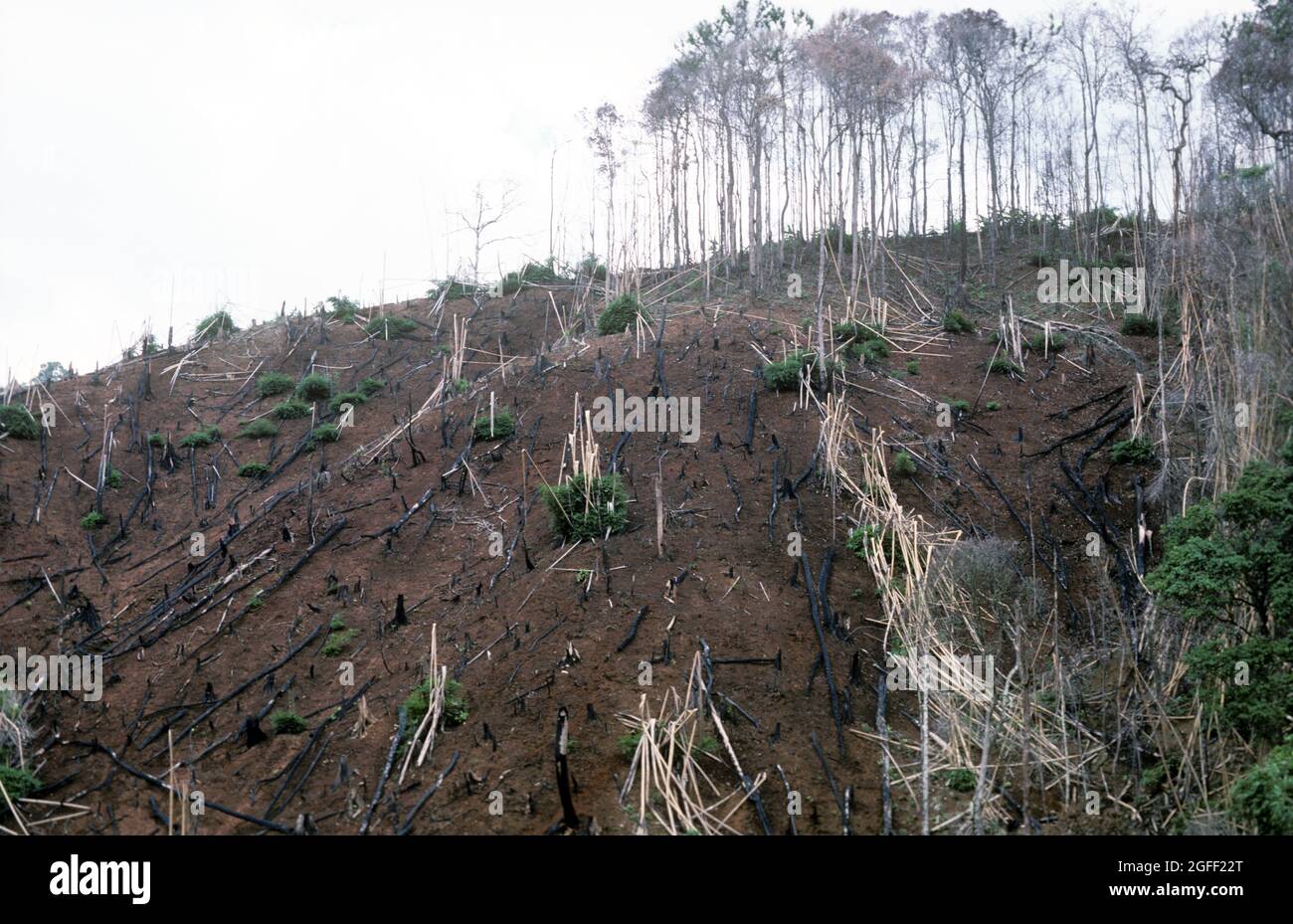 Deforestazione, abbattimento di alberi e bruciatura per liberare più terra per l'agricoltura in una zona già decimata, la Thailandia Foto Stock