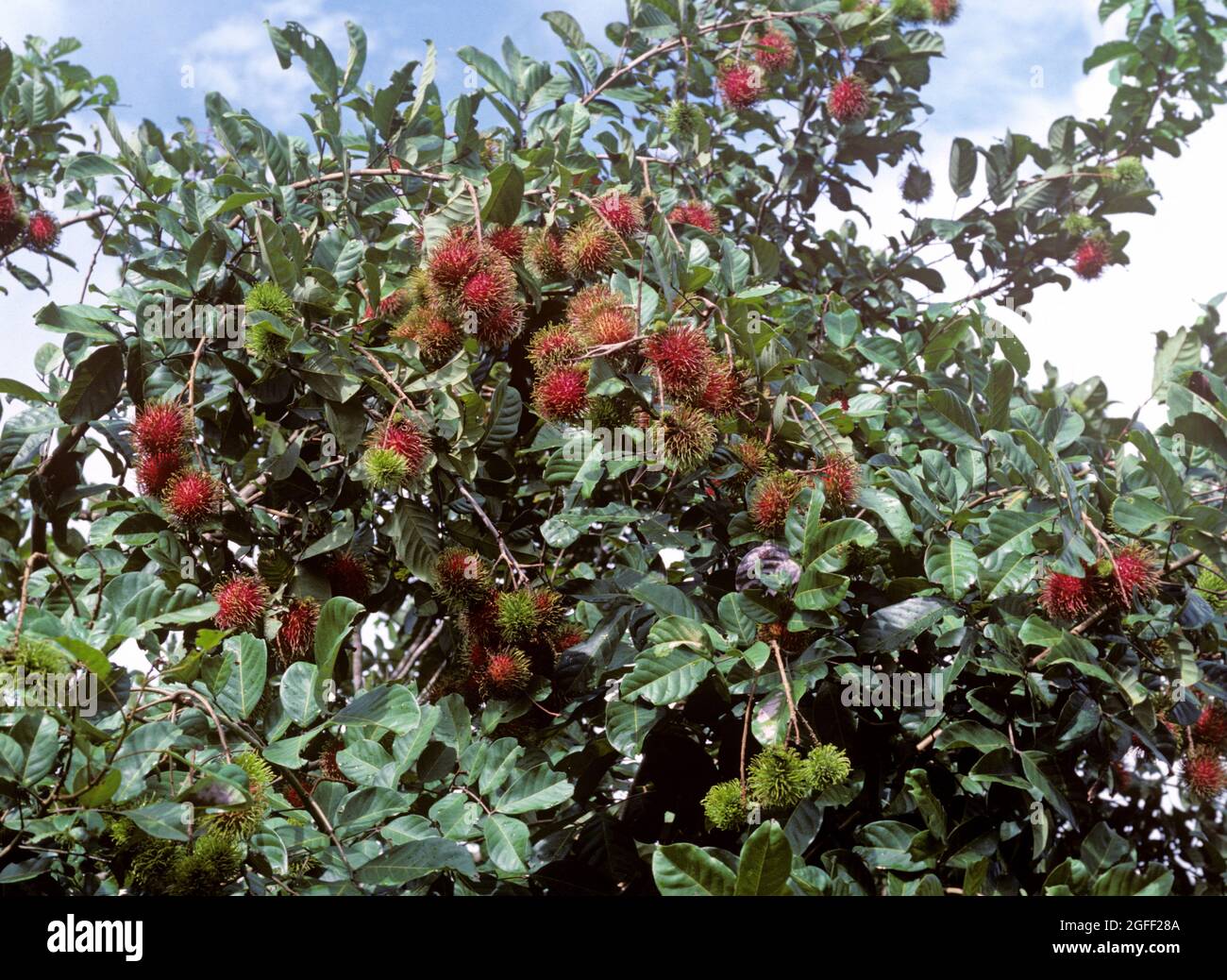 Rambutan rosso maturo commestibile frutta sull'albero, Tailandia Foto Stock