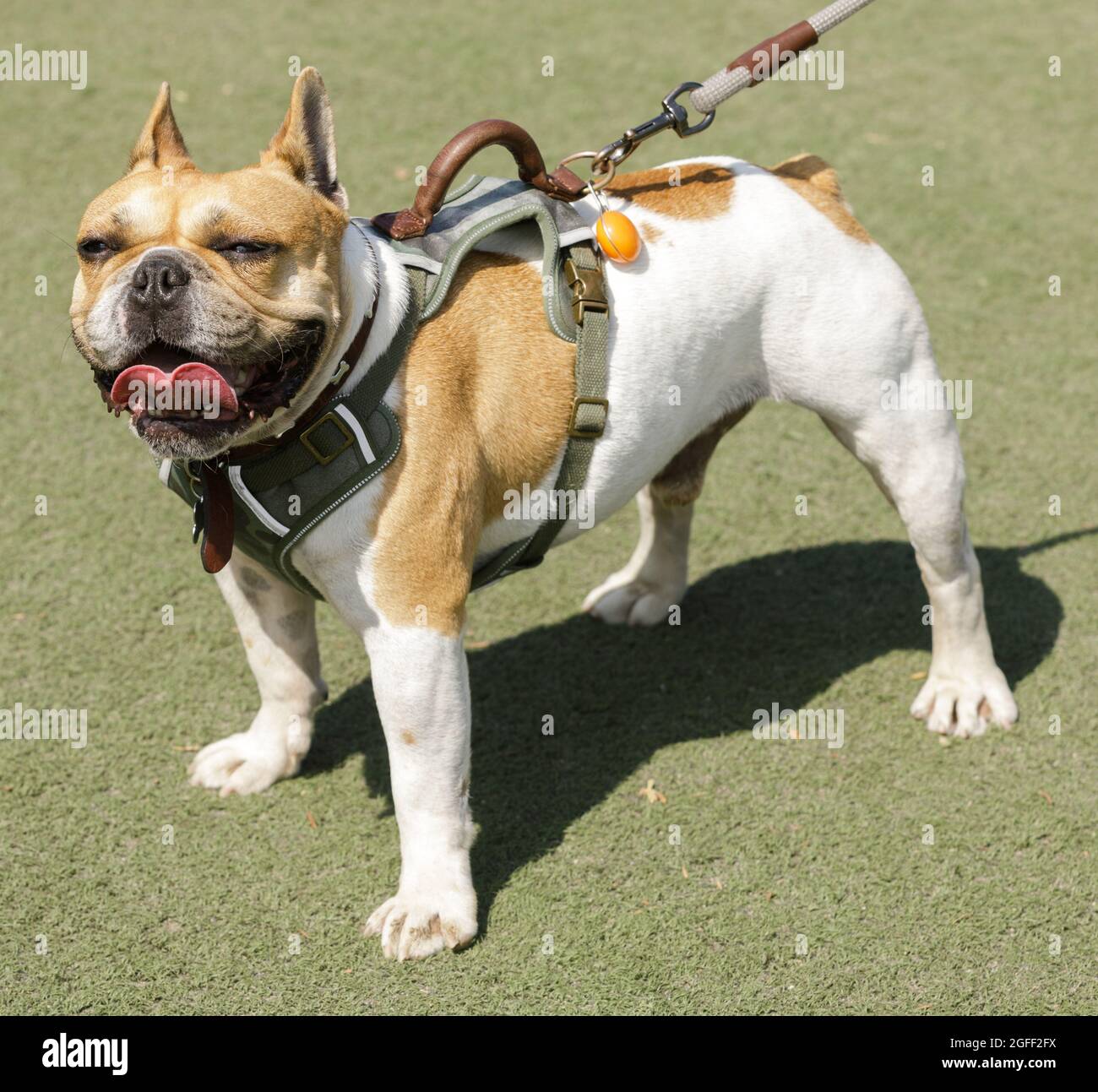 6 anni-Vecchio bianco e marrone rossiccio maschio Frenchie in piedi e pancia. Parco per cani al guinzaglio nella California settentrionale. Foto Stock