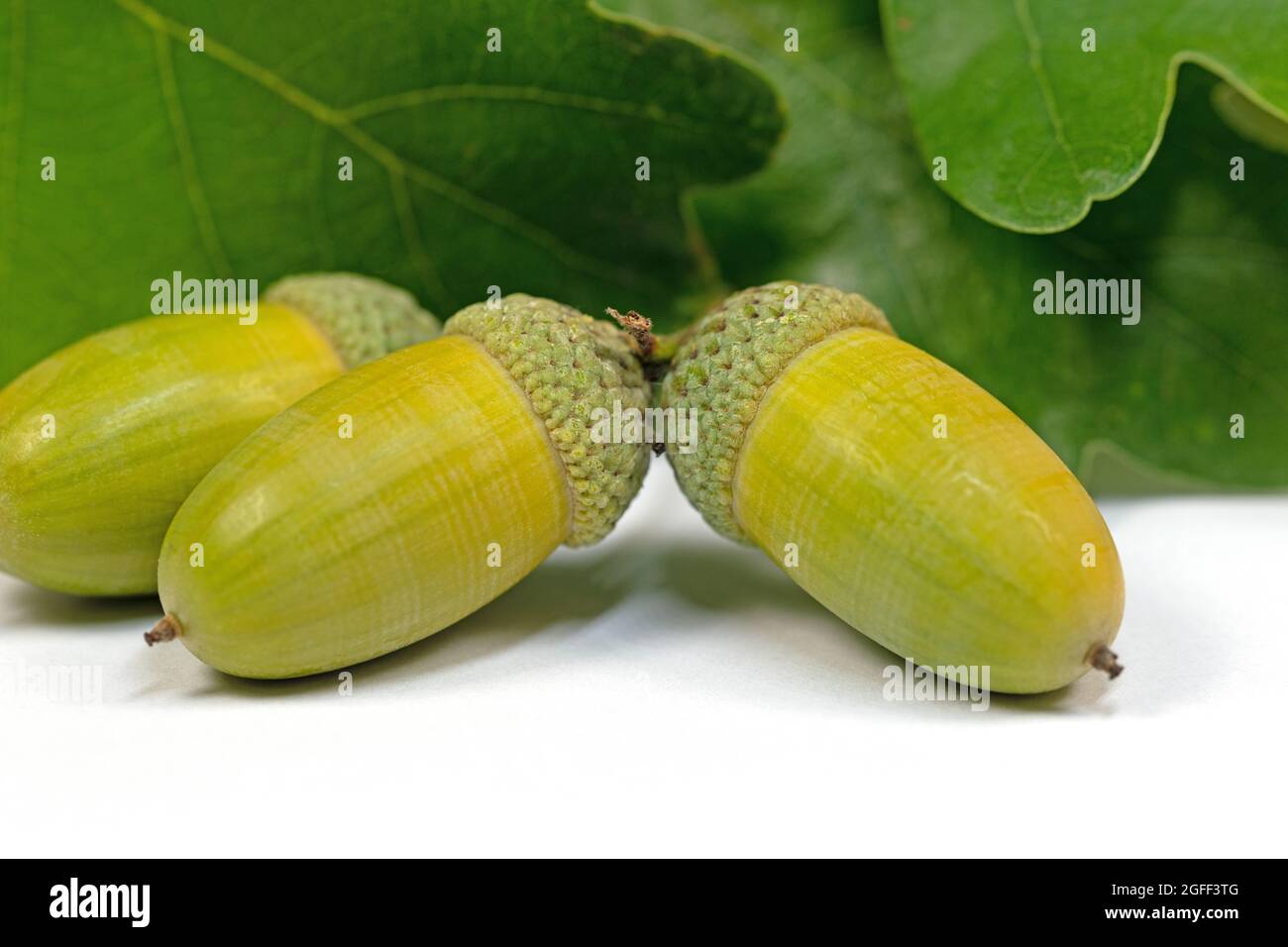 Frutti di farnia, Quercus robur L. in autunno Foto Stock