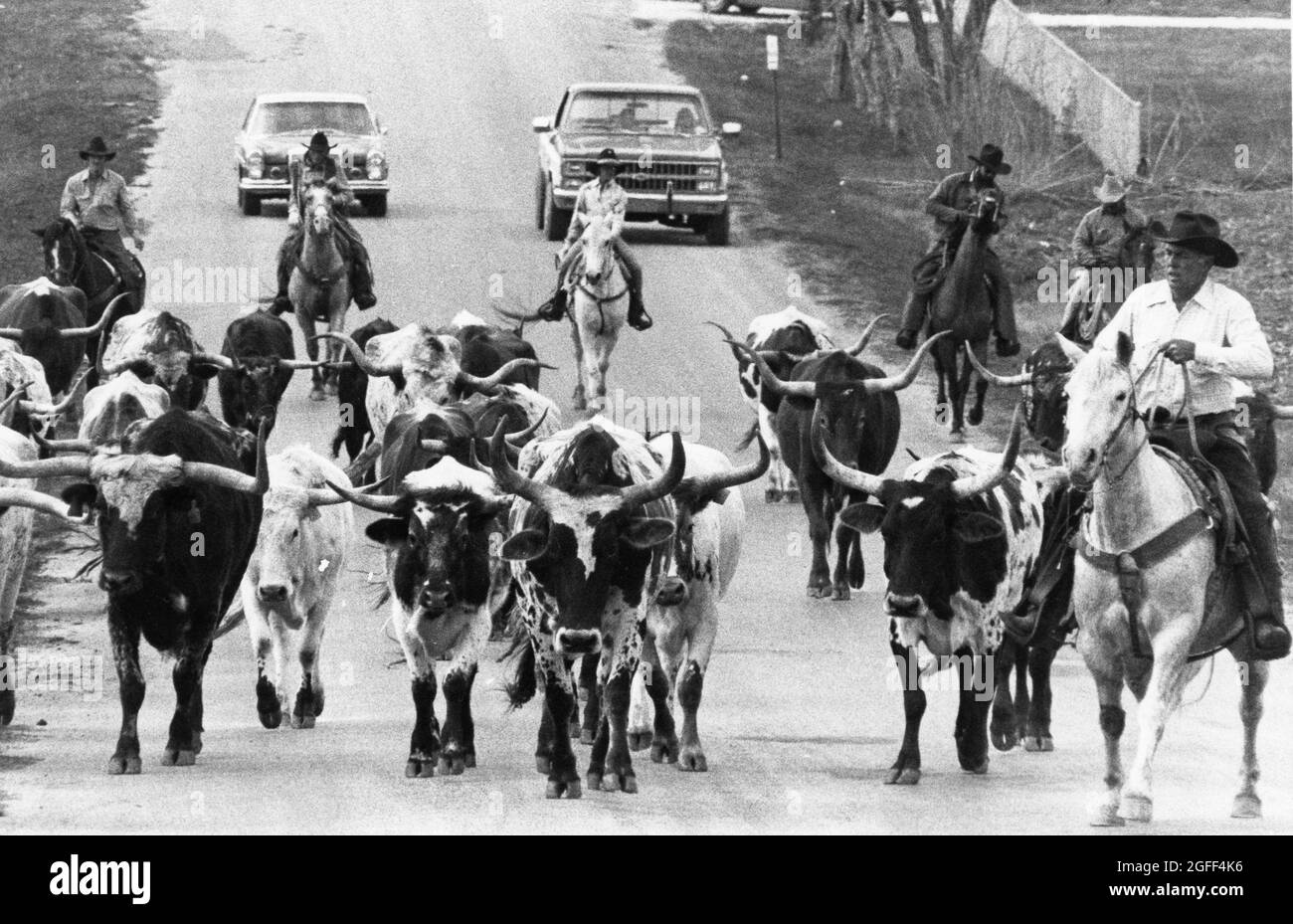Manor Texas USA, 1986: I cowboy sui cavalli guidano un gregge di bovini longhorn su una strada rurale il bestiame e i conducenti sono stati diretti al Texas Capitol nella vicina Austin per un evento che celebra il 150° compleanno dello stato. ©Bob Daemmrich Foto Stock