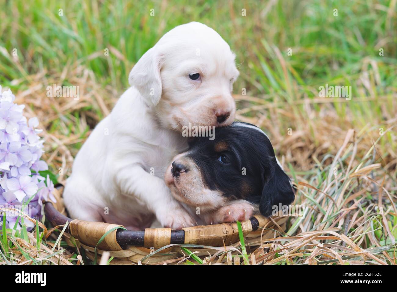 Due simpatici cuccioli inglesi in un cesto di legno con fondo d'erba. Spazio di copia. Foto Stock