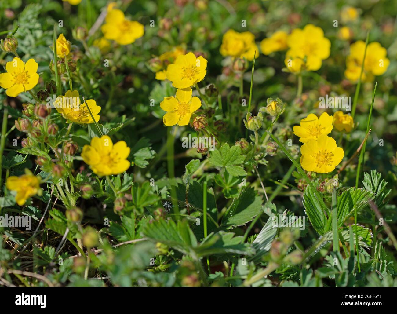 Fiori del butterculo strisciante, Ranunculus si respina Foto Stock