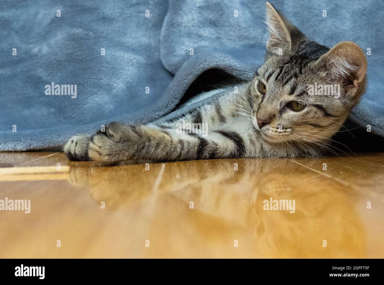 Un gattino da tavola gioca su un pavimento di legno duro Foto Stock