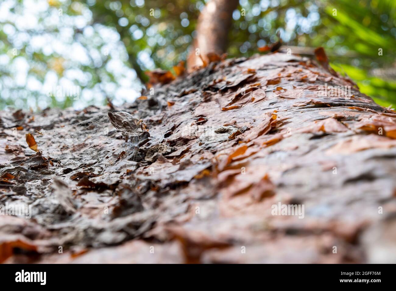 Albero con corteccia rossa. Chical, Messico. Foto Stock