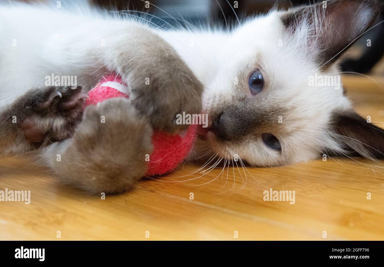 Un gattino siamese del punto di sigillo gioca con un giocattolo rosso della sfera del tennis su un pavimento del legno duro Foto Stock