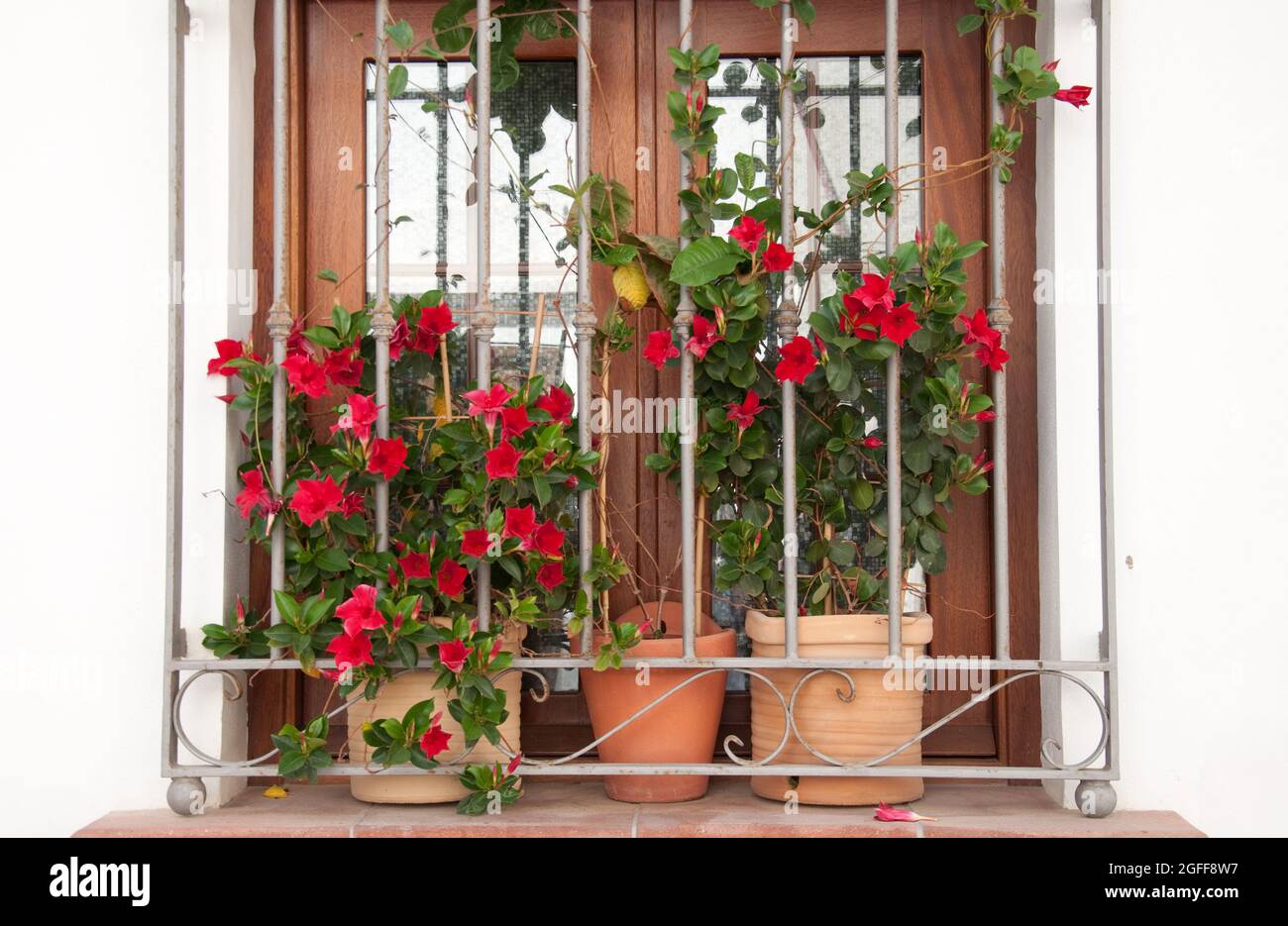 Balcone con fiori, Nerja, Costa del Sol, Provincia di Malaga, Andalusia, Spagna Foto Stock