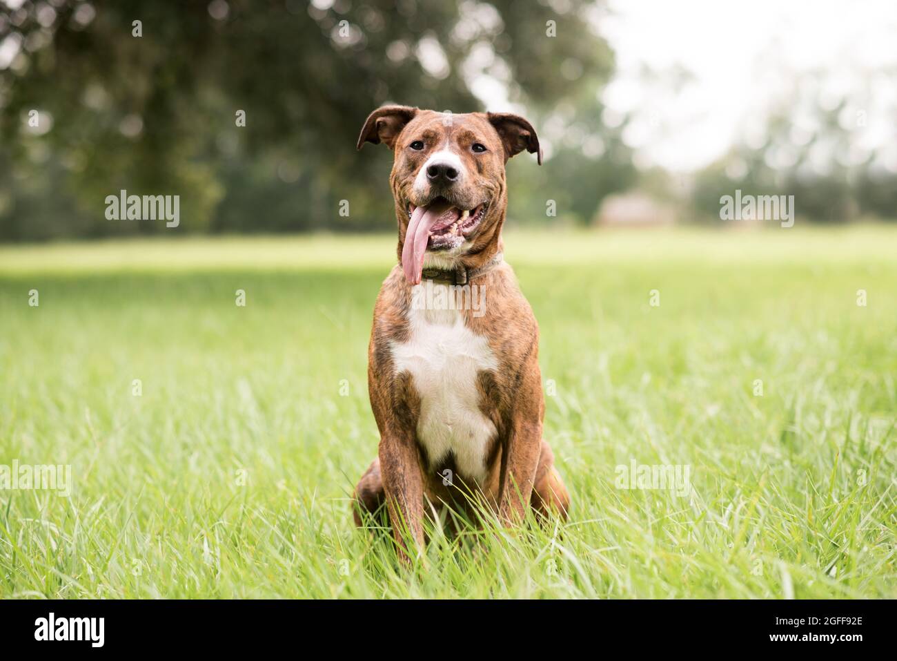 Rosso e bianco Pit Bull Terrier cane di razza mista all'esterno Foto Stock