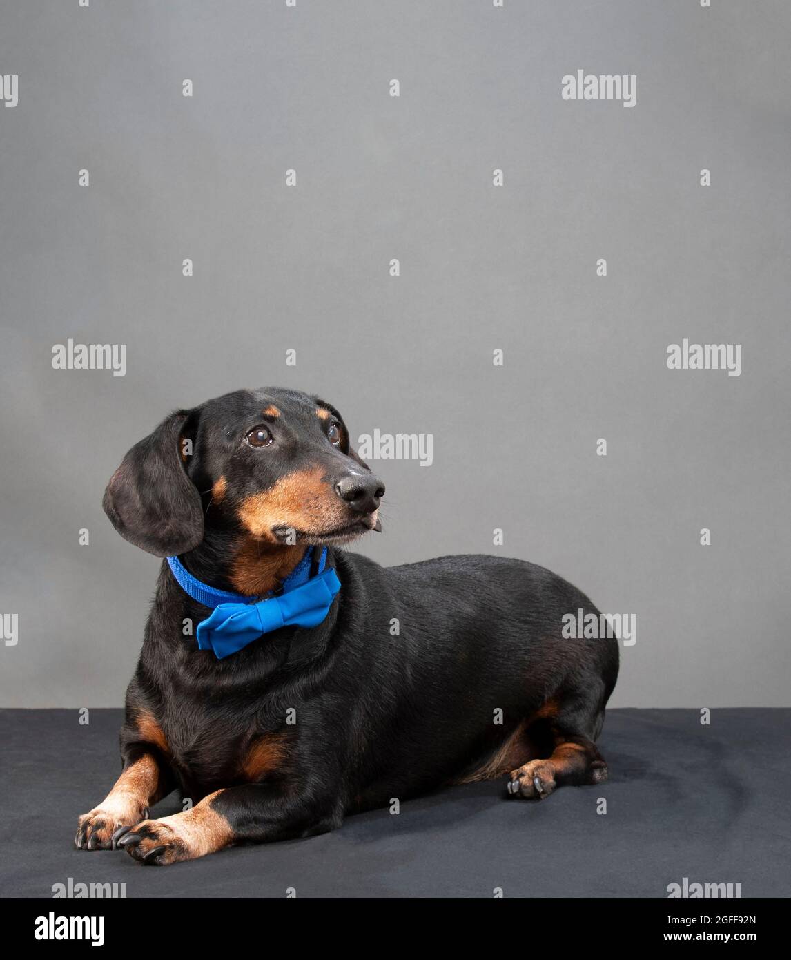 Scatto verticale di un dachshund nero e rosso seduto che indossa un bow tie blu su uno sfondo grigio con copyspace. Foto Stock