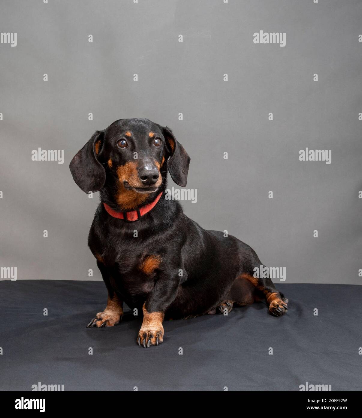 Scatto verticale di un dachshund nero e rosso seduto che indossa un colletto rosso su uno sfondo grigio con copyspace. Foto Stock