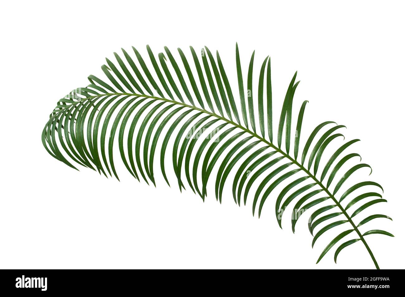 Ramo di palma verde tropicale su sfondo bianco isolato. Elemento di progettazione. Ritagliare. Simbolo di spiaggia. Spazio di copia Foto Stock