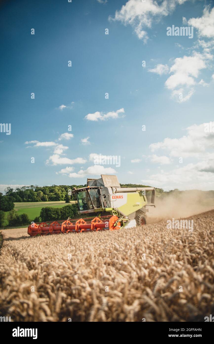 Canterbury, Kent, Regno Unito. 25 agosto 2021. Una mietitrebbia raccoglie grano sotto cieli soleggiati, vicino a Canterbury, nella campagna del Kent. Credit: Kevin Bennett/Alamy Live News Foto Stock