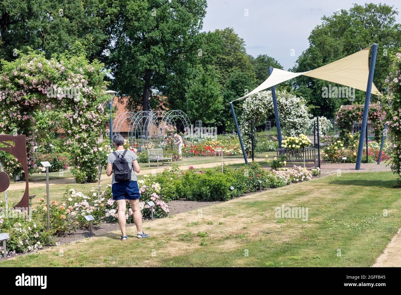Lottum, Paesi Bassi - 19 giugno 2021: Donna che si chiede belle rose in giardino pubblico Foto Stock
