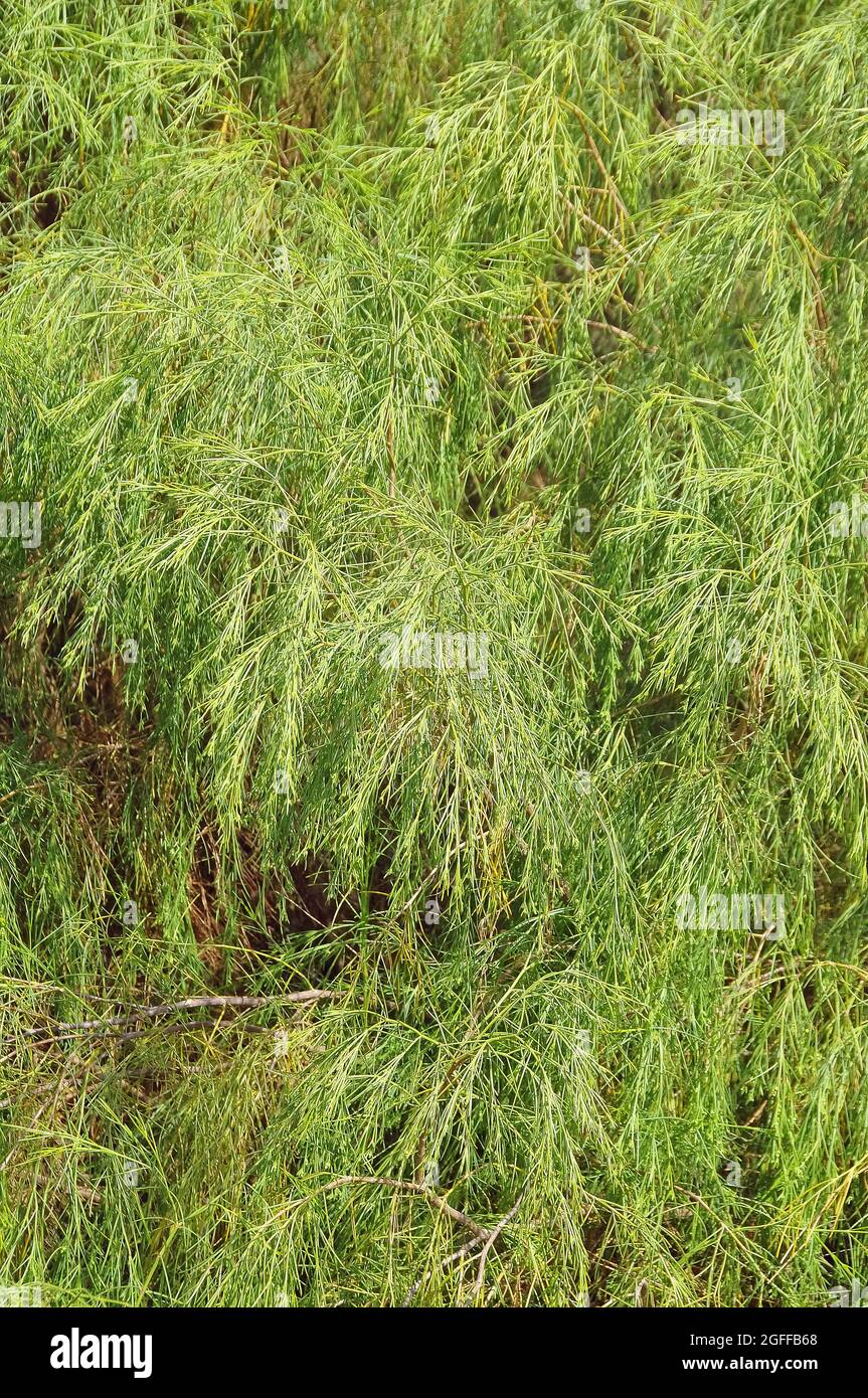 Plocama pendula, Tenerife, Isole Canarie, Spagna, endemica delle isole Canarie. Foto Stock