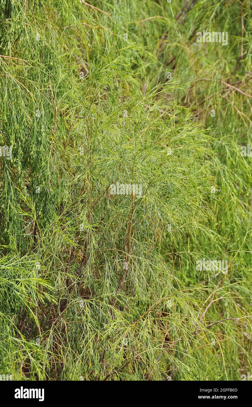 Plocama pendula, Tenerife, Isole Canarie, Spagna, endemica delle isole Canarie. Foto Stock