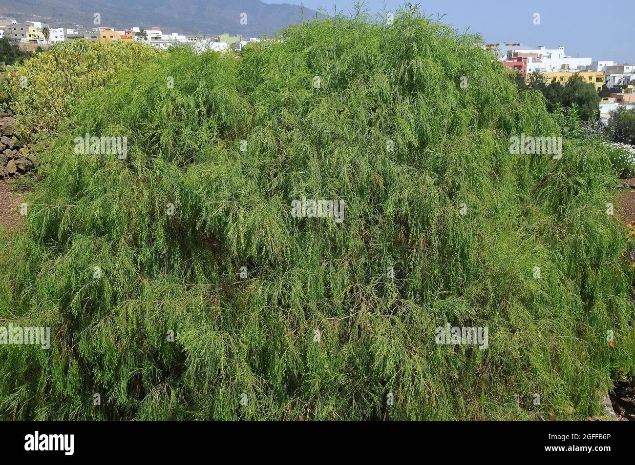 Plocama pendula, Tenerife, Isole Canarie, Spagna, endemica delle isole Canarie. Foto Stock