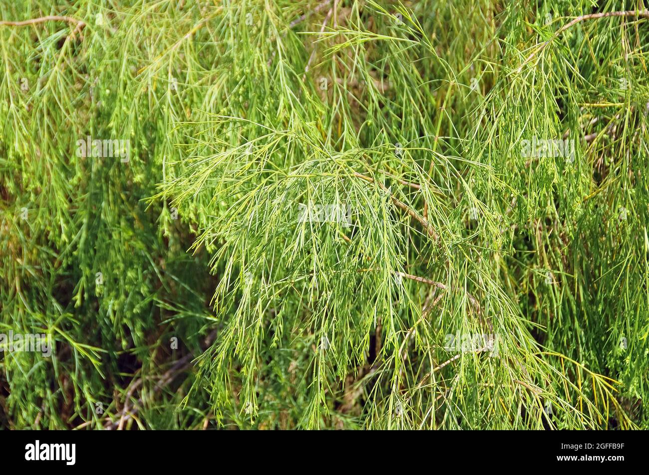 Plocama pendula, Tenerife, Isole Canarie, Spagna, endemica delle isole Canarie. Foto Stock