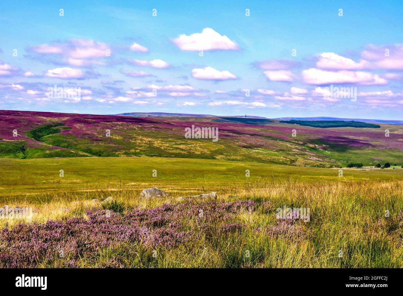 Agosto porpora fiore erica sulla brughiera dello Yorkshire. Foto Stock
