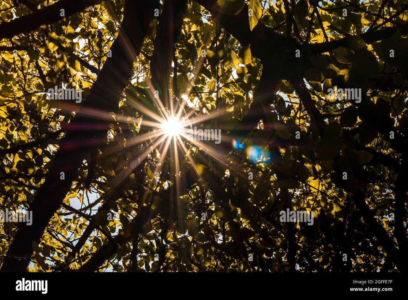 Fotografia dei raggi del sole attraverso le foglie degli alberi. La foto è scattata dal basso e in formato orizzontale. Foto Stock