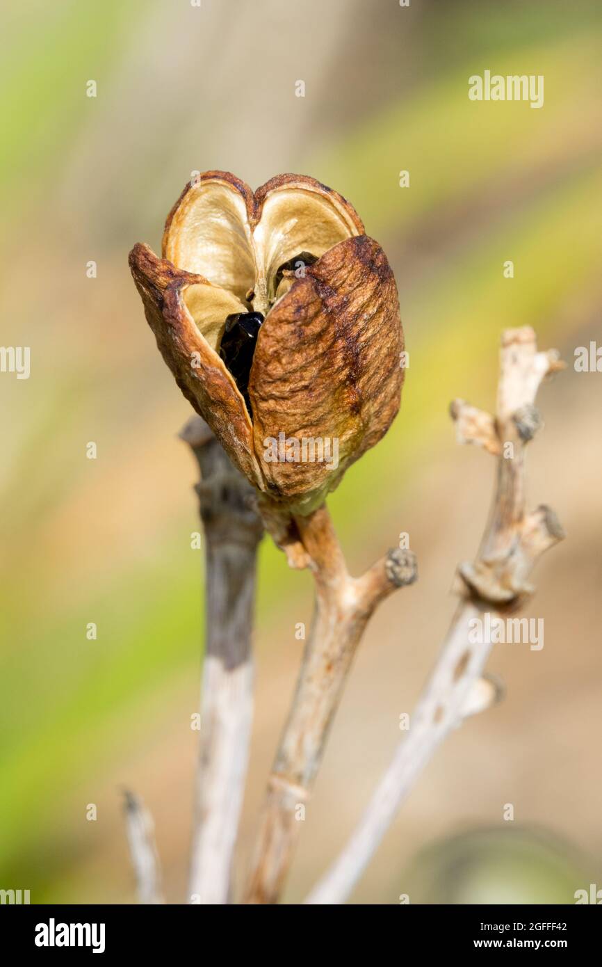 Apertura dei semi maturi di Hemerocallis in semi di giglio di pod Foto Stock