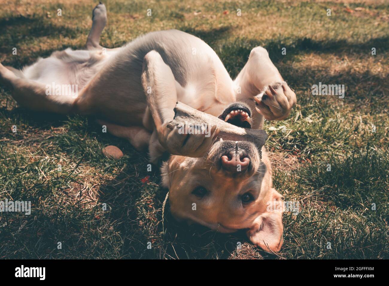 Labrador Retriever cane giocosamente adagiato su erba con osso in bocca Foto Stock