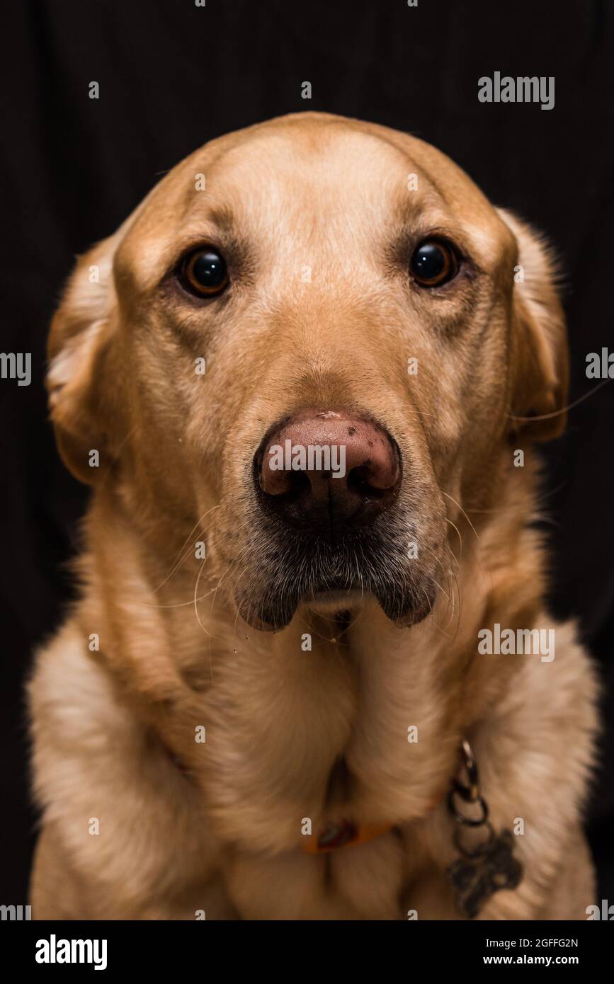 Ritratto di un carino e goofy Labrador Retriever cane isolato su sfondo nero Foto Stock