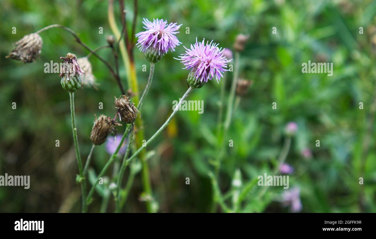 Cardo di campo (scolorimento del cirsio) su sfondo sfocato. Foto Stock