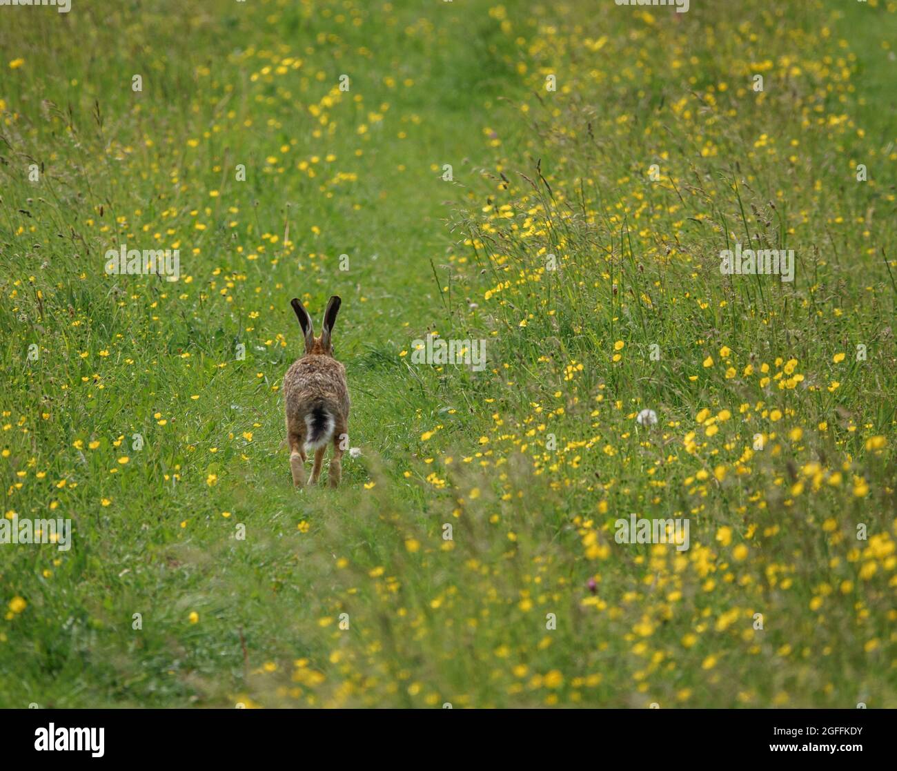 Lepre marrone (Lepus europaeus) sulle Chalklands di Salisbury Plain UK Foto Stock