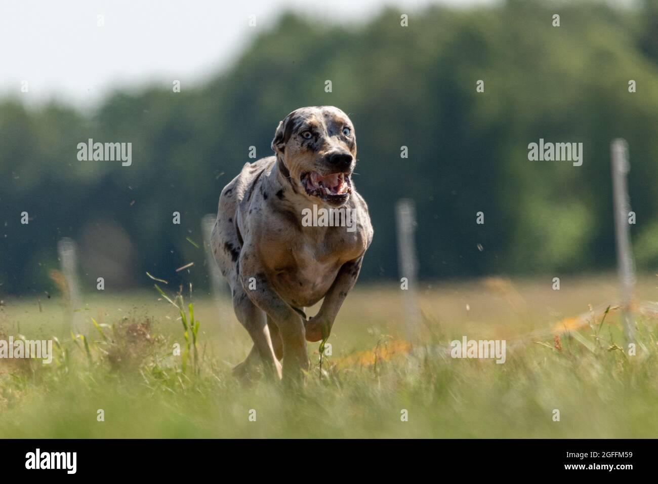 Catahoula Leopard Dog in corsa in lure coursing competizione Foto Stock