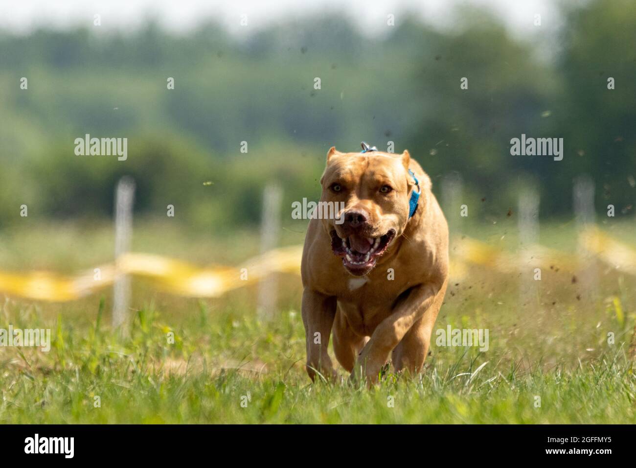 Pit Bull Terrier correre e inseguire l'esca sullo sport del cane Foto Stock