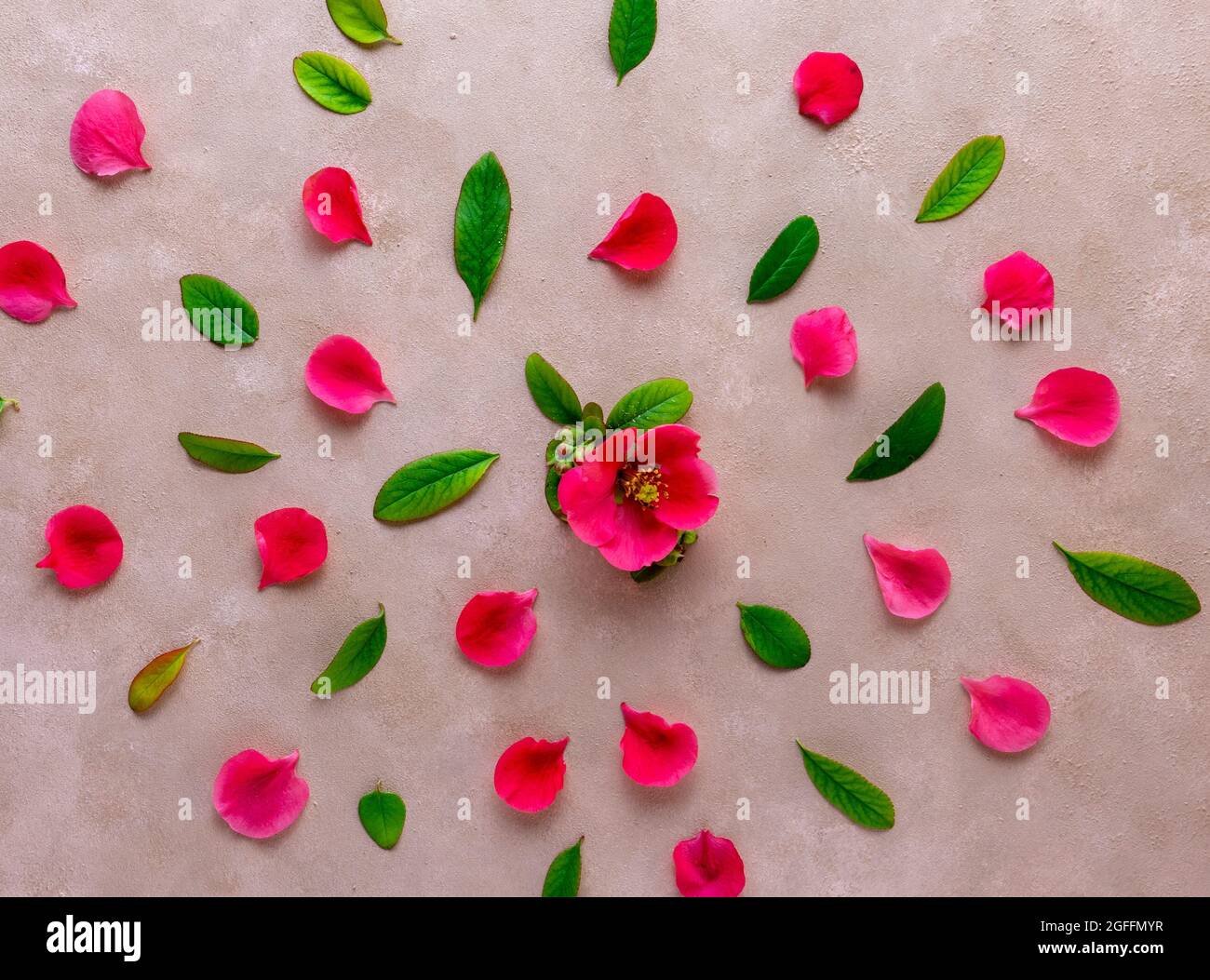 Fiori di primavera e foglie verdi su sfondo rosa pastello. Vista dall'alto, disposizione piatta. Foto Stock