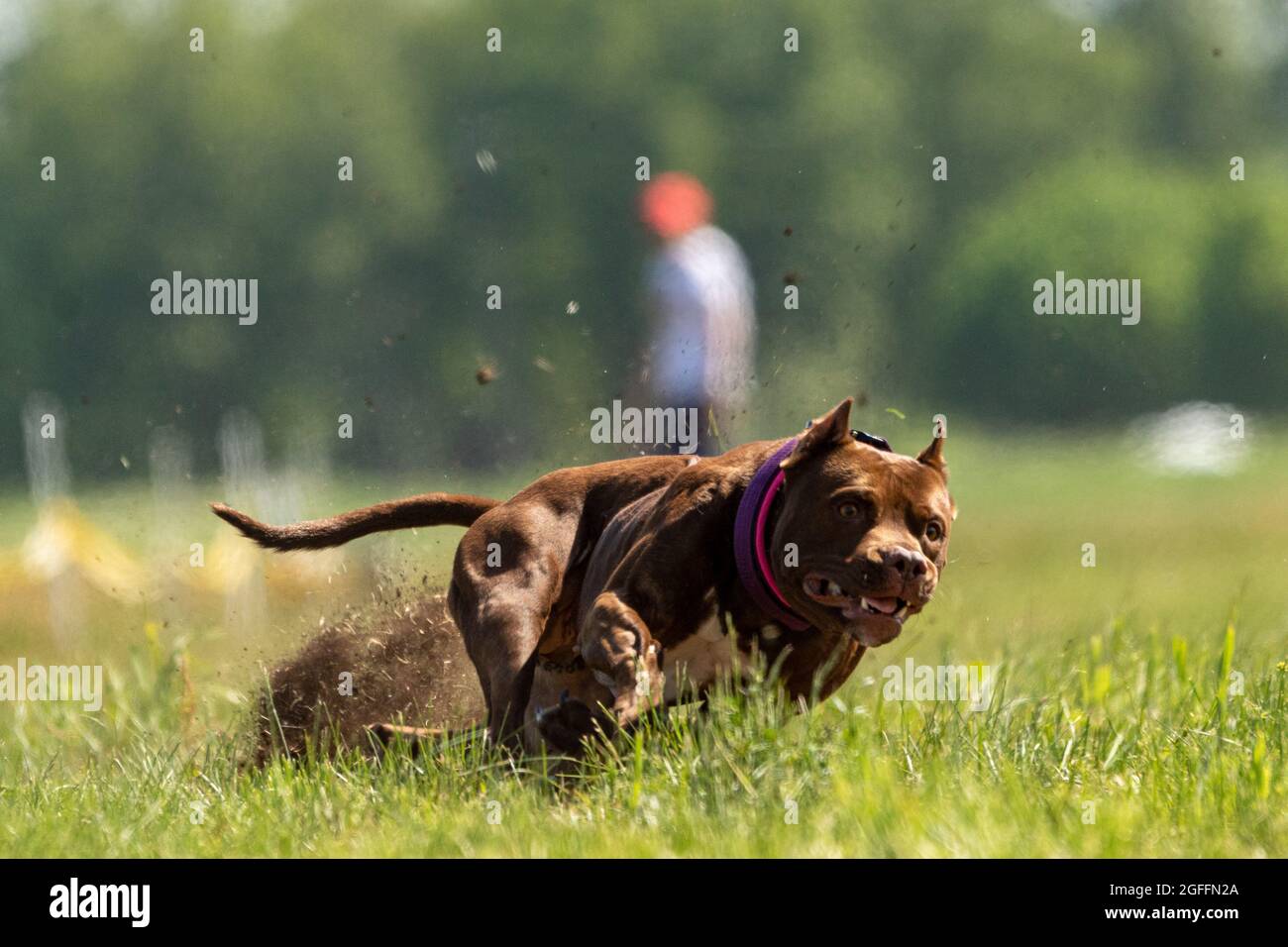 Pit Bull Terrier correre e inseguire l'esca sullo sport del cane Foto Stock