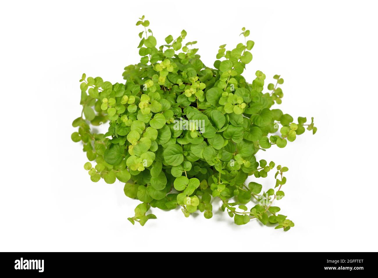 Verde chiaro pianta di Jenny strisciante dorata con il nome botanico 'Lysimachia Nummularia Aurea' pianta giardino su sfondo bianco Foto Stock