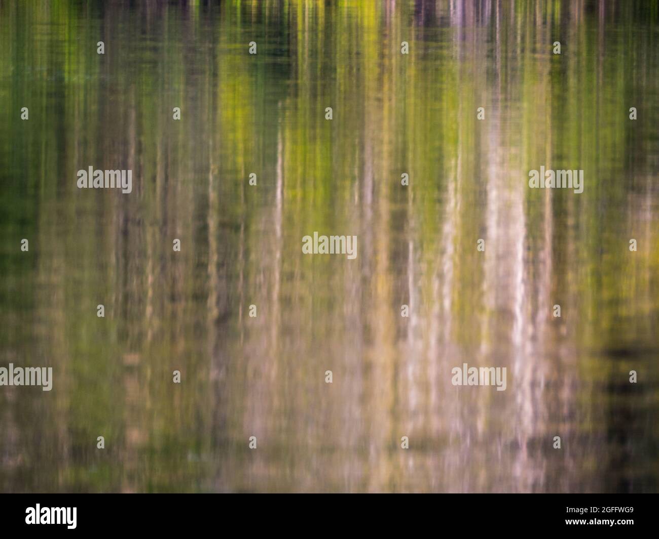 Sfondo. Riflesso del muro di una verde foresta pluviale in una laguna nella foresta amazzonica, l'inferno verde dell'Amazzonia. Selva sul confine di Fr Foto Stock