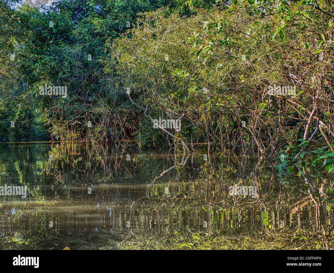 Muro di verde foresta tropicale della giungla amazzonica, inferno verde della Amazonia. Selva al confine tra Brasile e Perù. Amazzonia. Sud America. Foto Stock