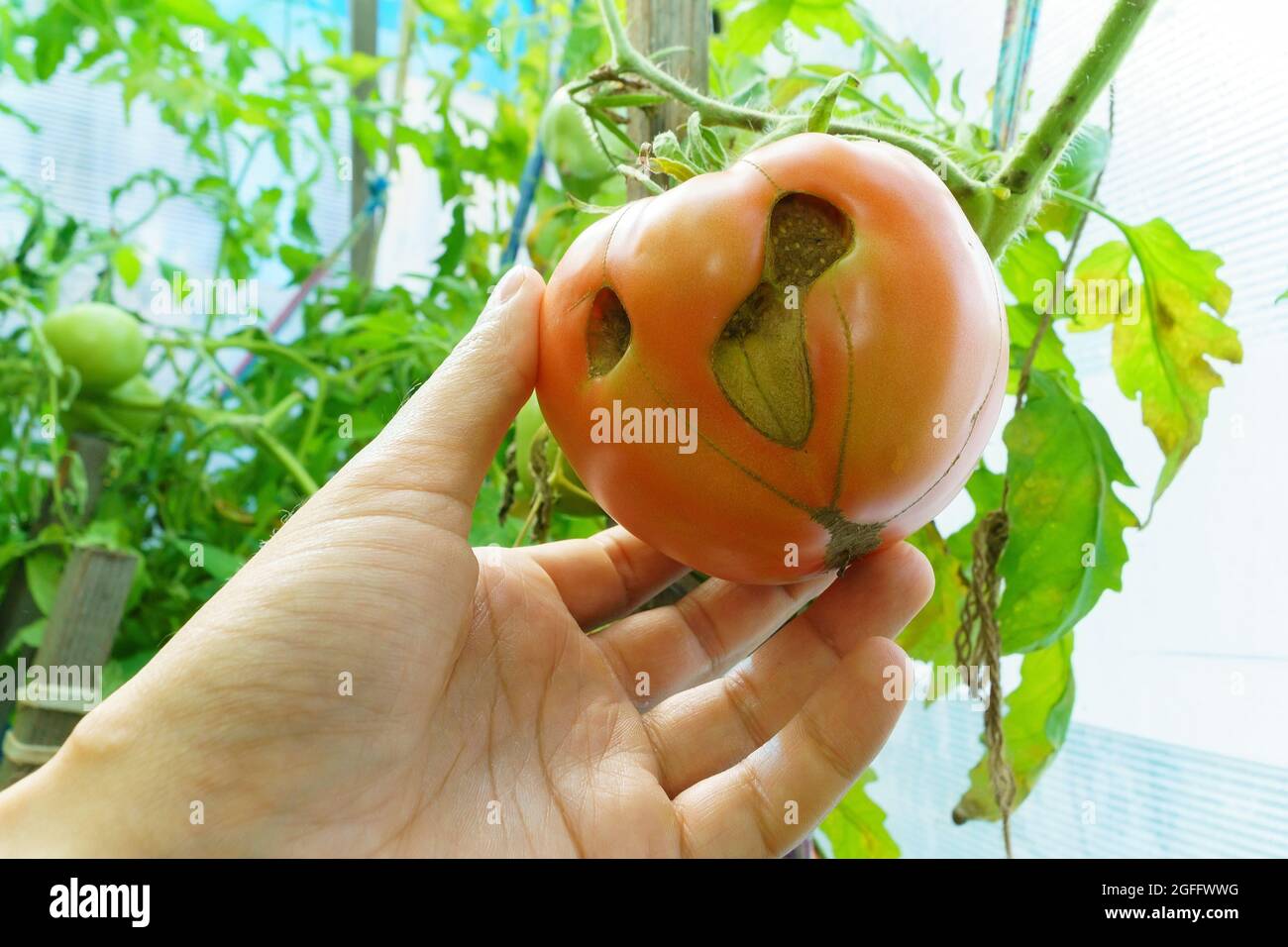 Marcire il pomodoro rosso in mano contadina. Primo piano. Problemi di prodotto. Malattia dei pomodori. Foto Stock