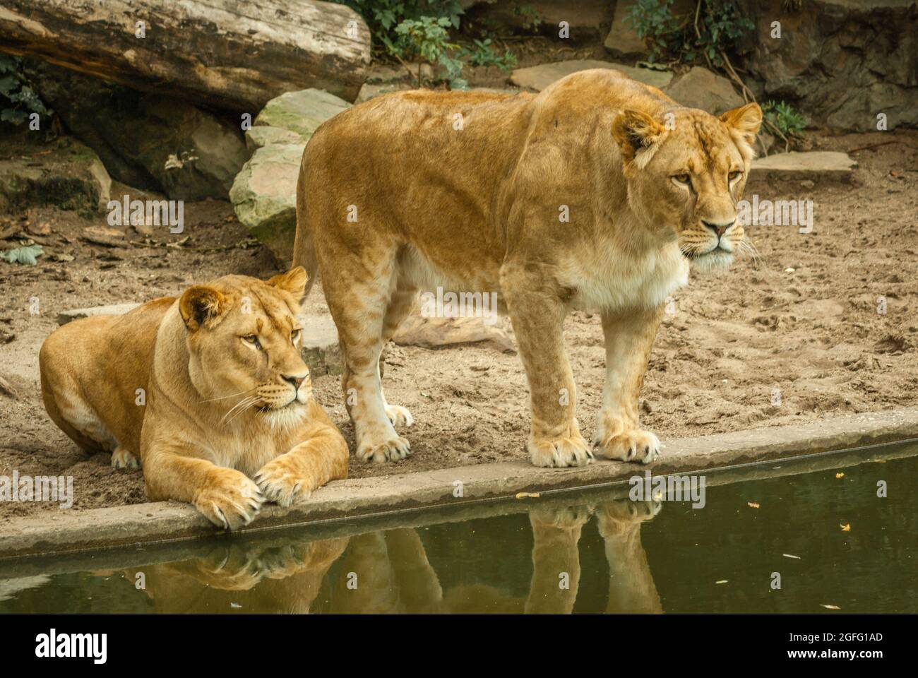 Dramma nella mostra dei leoni. Un airone che sbarcò nella mostra del leone fu colpito da una delle leonesse, ma l'airone ferito poteva fuggire da re Foto Stock