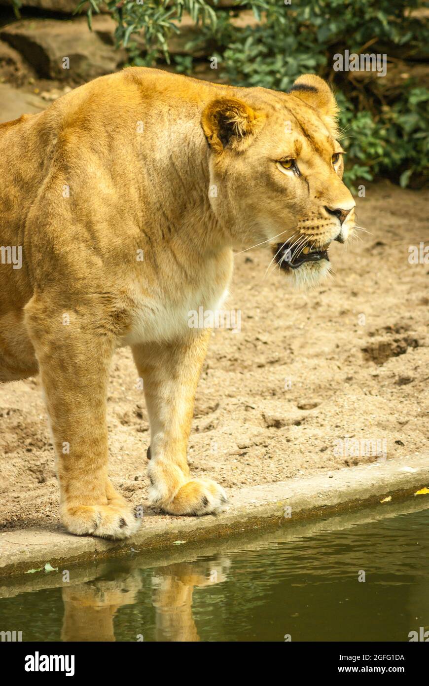 Dramma nella mostra dei leoni. Un airone che sbarcò nella mostra del leone fu colpito da una delle leonesse, ma l'airone ferito poteva fuggire da re Foto Stock