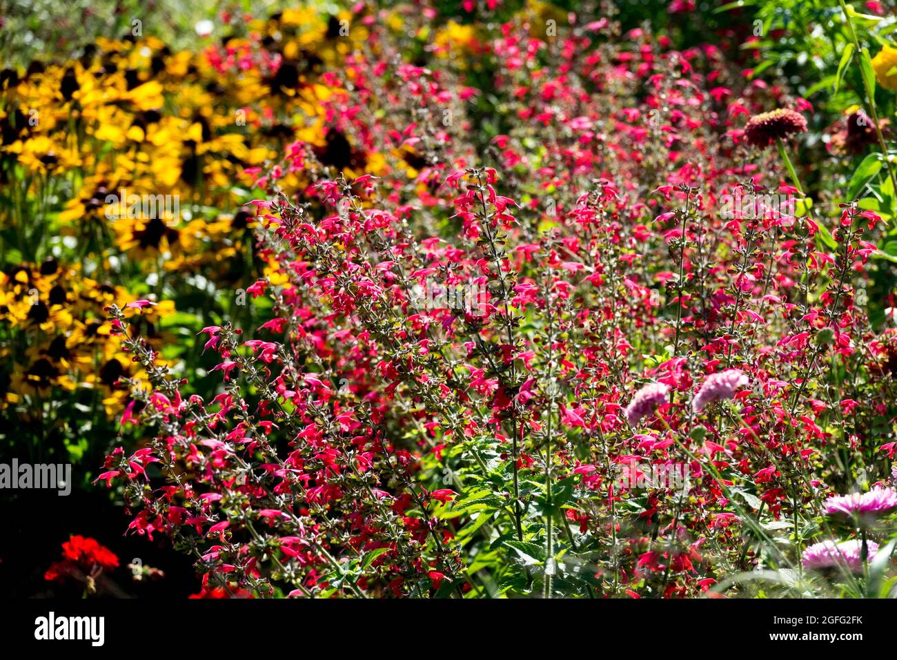 Sage Scarlet Salvia coccinea 'Lady in Red' Foto Stock